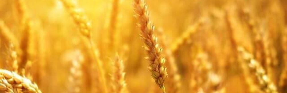 wheat-ge845e3029-640-1 (1)